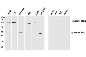 Western Blot analysis of various cells using Phospho-PI 3 kinase p85 alpha /gamma (Tyr467/199) Polyclonal Antibody at dilution of 1:1000 (PI3K p85 alpha/gamma 抗体  (pTyr199, pTyr467))