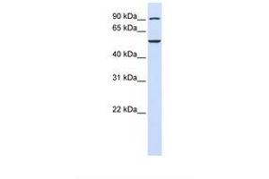 Image no. 1 for anti-WD Repeat Domain 34 (WDR34) (AA 434-483) antibody (ABIN6739223) (WDR34 抗体  (AA 434-483))