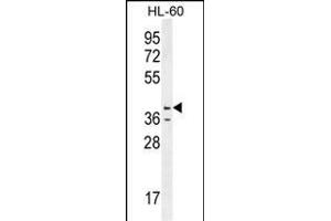 CASP12 Antibody (Center) (ABIN655966 and ABIN2845350) western blot analysis in HL-60 cell line lysates (35 μg/lane). (Caspase 12 抗体  (AA 165-193))