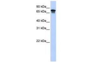 Image no. 1 for anti-Kinesin Family Member 22 (KIF22) (AA 72-121) antibody (ABIN6742416) (KIF22 抗体  (AA 72-121))