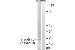 Western blot analysis of extracts from RAW264. (Claudin 6 抗体  (pTyr219))
