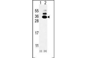 Western blot analysis of C19orf50 (arrow) using rabbit polyclonal C19orf50 Antibody (Center) (ABIN653085 and ABIN2842681). (C19orf50 抗体  (AA 59-85))