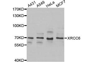 Western blot analysis of extracts of various cell lines, using XRCC6 antibody. (XRCC6 抗体  (AA 500-600))