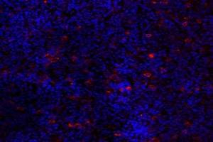 Immunofluorescent analysis of paraformaldehyde-fixed mouse pituitary using GPR120 (ABIN7074942) at dilution of 1: 2000 (O3FAR1 抗体)