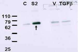 Image no. 1 for anti-SMAD, Mothers Against DPP Homolog 2 (SMAD2) (Internal Region) antibody (ABIN401418) (SMAD2 抗体  (Internal Region))