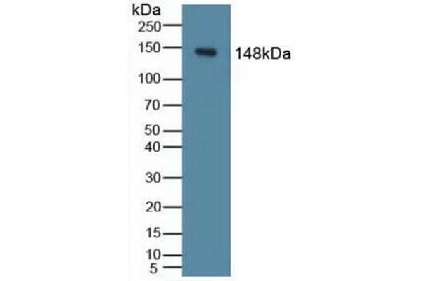 PIK3CD 抗体  (AA 774-1044)