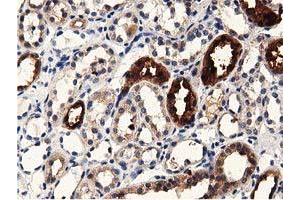 Immunohistochemical staining of paraffin-embedded Human Kidney tissue using anti-PRPSAP2 mouse monoclonal antibody. (PRPSAP2 抗体)