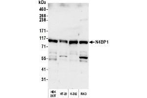 anti-NEDD4 Binding Protein 1 (N4BP1) (AA 250-300) antibody