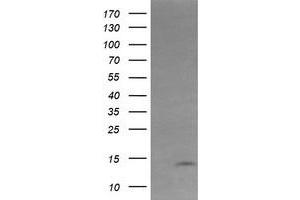 Image no. 2 for anti-Keratin Associated Protein 2-4 (KRTAP2-4) (AA 1-128) antibody (ABIN1490568) (KRTAP2-4 抗体  (AA 1-128))