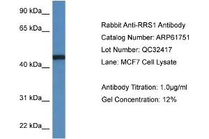 Western Blotting (WB) image for anti-RRS1 Ribosome Biogenesis Regulator (RRS1) (C-Term) antibody (ABIN2788889) (RRS1 抗体  (C-Term))