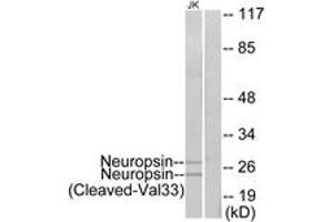 Western Blotting (WB) image for anti-Kallikrein 8 (KLK8) (AA 14-63), (Cleaved-Val33) antibody (ABIN2891211) (Kallikrein 8 抗体  (Cleaved-Val33))
