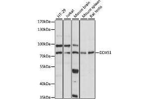 Western blot analysis of extracts of various cell lines, using DDX51 antibody (ABIN7266699) at 1:1000 dilution. (DDX51 抗体  (AA 367-666))
