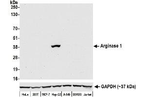 Western Blotting (WB) image for anti-Arginase, Liver (ARG1) (AA 1-322) antibody (ABIN7454020)