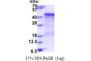 Dual Specificity Phosphatase 6 (DUSP6) (AA 1-381) protein (His tag)