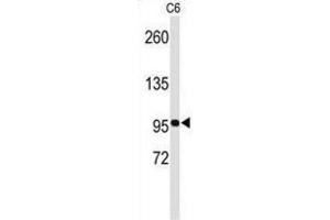 Western Blotting (WB) image for anti-EPH Receptor B3 (EPHB3) antibody (ABIN3003350) (EPH Receptor B3 抗体)