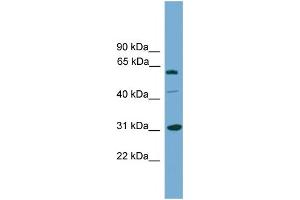WB Suggested Anti-RAD1  Antibody Titration: 0. (RAD1 抗体  (Middle Region))