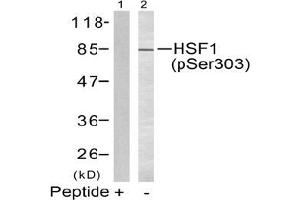 Image no. 2 for anti-Heat Shock Factor Protein 1 (HSF1) (pSer303) antibody (ABIN197025) (HSF1 抗体  (pSer303))