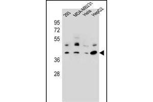 RRAGC Antibody (Center) (ABIN657008 and ABIN2846188) western blot analysis in 293,MDA-M,Hela,HepG2 cell line lysates (35 μg/lane). (GTR2 抗体  (AA 169-198))