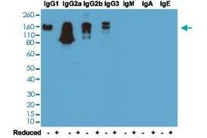 Western blot analysis of nonreduced (-) and reduced (+) mouse immunoglobulins (20 ng/lane) with Mouse IgG monoclonal antibody, clone RM104 (Biotin)  at 0.