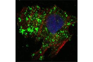 Confocal immunofluorescence analysis of Hela cells using BCL10 antibody (green). (BCL10 抗体)