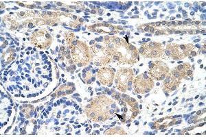 Immunohistochemistry (IHC) image for anti-Potassium Voltage-Gated Channel, Shaker-Related Subfamily, beta Member 2 (KCNAB2) (Middle Region) antibody (ABIN2780205)