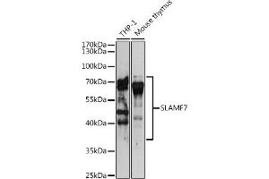 Western blot analysis of extracts of various cell lines, using SL antibody (ABIN6131102, ABIN6147830, ABIN6147832 and ABIN6221466) at 1:3000 dilution. (SLAMF7 抗体  (AA 23-226))