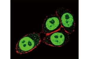 Confocal immunofluorescent analysis of SMAD3 antibody with HeLa cells followed by Alexa Fluor 488-conjugated goat anti-rabbit lgG (green). (SMAD3 抗体  (AA 186-215))