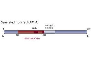 Image no. 1 for anti-Huntingtin Associated Protein 1 (HAP1) (AA 100-289) antibody (ABIN968461) (HAP1 抗体  (AA 100-289))