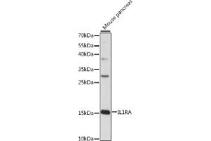 Western Blotting (WB) image for anti-Interleukin 1 Receptor Antagonist (IL1RN) (AA 1-159) antibody (ABIN7267972)