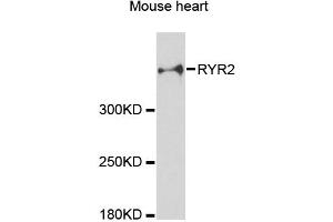 Western blot analysis of extracts of mouse heart, using RYR2 antibody (ABIN5970123) at 1:3000 dilution. (RYR2 抗体)