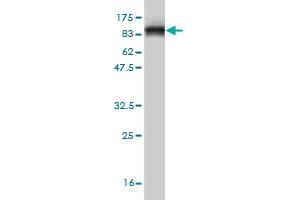 Western Blot detection against Immunogen (78. (HDAC1 抗体  (AA 1-482))