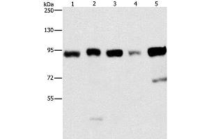 Western Blot analysis of Raji and 231 cell, hepG2, hela and 293T cell using IMMT Polyclonal Antibody at dilution of 1:270 (IMMT 抗体)
