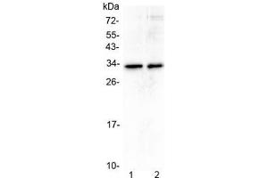 Western blot testing of human 1) A431 and 2) U-2 OS cell lysate with MED6 antibody at 0. (MED6 抗体)