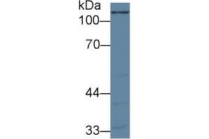 Western Blotting (WB) image for anti-Pyruvate Carboxylase (PC) (AA 36-486) antibody (ABIN7441475)