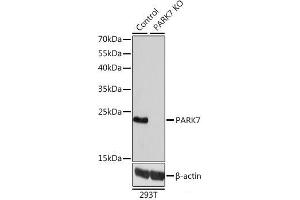Western blot analysis of extracts from normal (control) and PARK7 knockout (KO) 293T cells using PARK7 Polyclonal Antibody at dilution of 1:1000. (PARK7/DJ1 抗体)