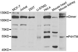 Western Blotting (WB) image for anti-Prolyl 4-Hydroxylase, Transmembrane (Endoplasmic Reticulum) (P4HTM) antibody (ABIN1877129) (P4HTM 抗体)