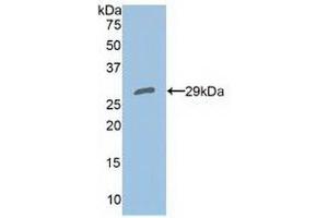 Western blot analysis of recombinant Human PRDX4. (Peroxiredoxin 4 抗体  (AA 6-249))