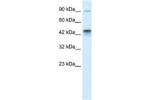 KIF3A antibody used at 1 ug/ml to detect target protein. (KIF3A 抗体  (C-Term))