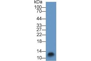 Detection of S100A3 in Mouse Skin lysate using Polyclonal Antibody to S100 Calcium Binding Protein A3 (S100A3) (S100A3 抗体  (AA 1-101))