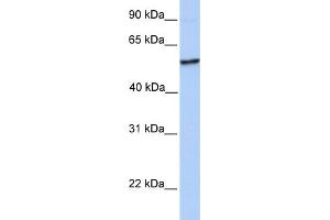 WB Suggested Anti-NUDCD1 Antibody Titration:  0. (NUDCD1 抗体  (N-Term))