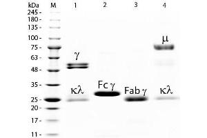 SDS-PAGE of Rat IgG Whole Molecule Biotin Conjugated . (大鼠 IgG isotype control (Biotin))