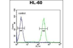 AFTPH Antibody (C-term) (ABIN651958 and ABIN2840475) flow cytometric analysis of HL-60 cells (right histogram) compared to a negative control cell (left histogram).