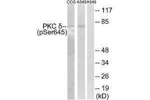 Western Blotting (WB) image for anti-Protein Kinase C, delta (PKCd) (pSer645) antibody (ABIN1847522) (PKC delta 抗体  (pSer645))