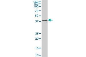 PRPF18 MaxPab polyclonal antibody. (PRPF18 抗体  (AA 1-342))