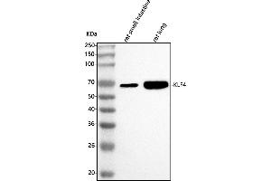 Western blot analysis of Klf4 using anti-Klf4 antibody (ABIN7600445).