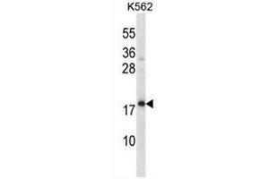 CREG1 Antibody (N-term) western blot analysis in K562 cell line lysates (35µg/lane). (CREG1 抗体  (N-Term))