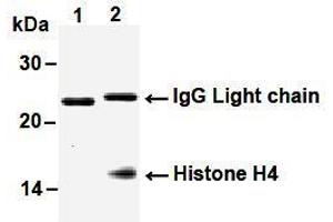 Western Blotting (WB) image for anti-Histone H4 antibody (ABIN1449238) (Histone H4 抗体)