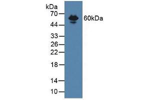 Western blot analysis of Mouse Serum. (Endoglin 抗体  (AA 27-137))