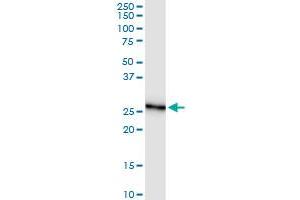 Immunoprecipitation of GSTO2 transfected lysate using anti-GSTO2 MaxPab rabbit polyclonal antibody and Protein A Magnetic Bead , and immunoblotted with GSTO2 purified MaxPab mouse polyclonal antibody (B01P) . (GSTO2 抗体  (AA 1-243))