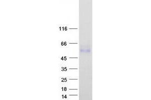 Validation with Western Blot (LRTM2 Protein (Transcript Variant 2) (Myc-DYKDDDDK Tag))